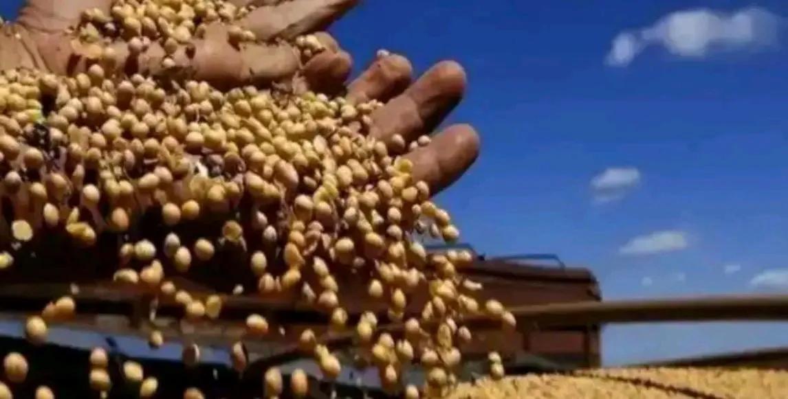 11月，中国重启采购美国大豆，三天时间狂买160万吨，引发市场高度关注。这是