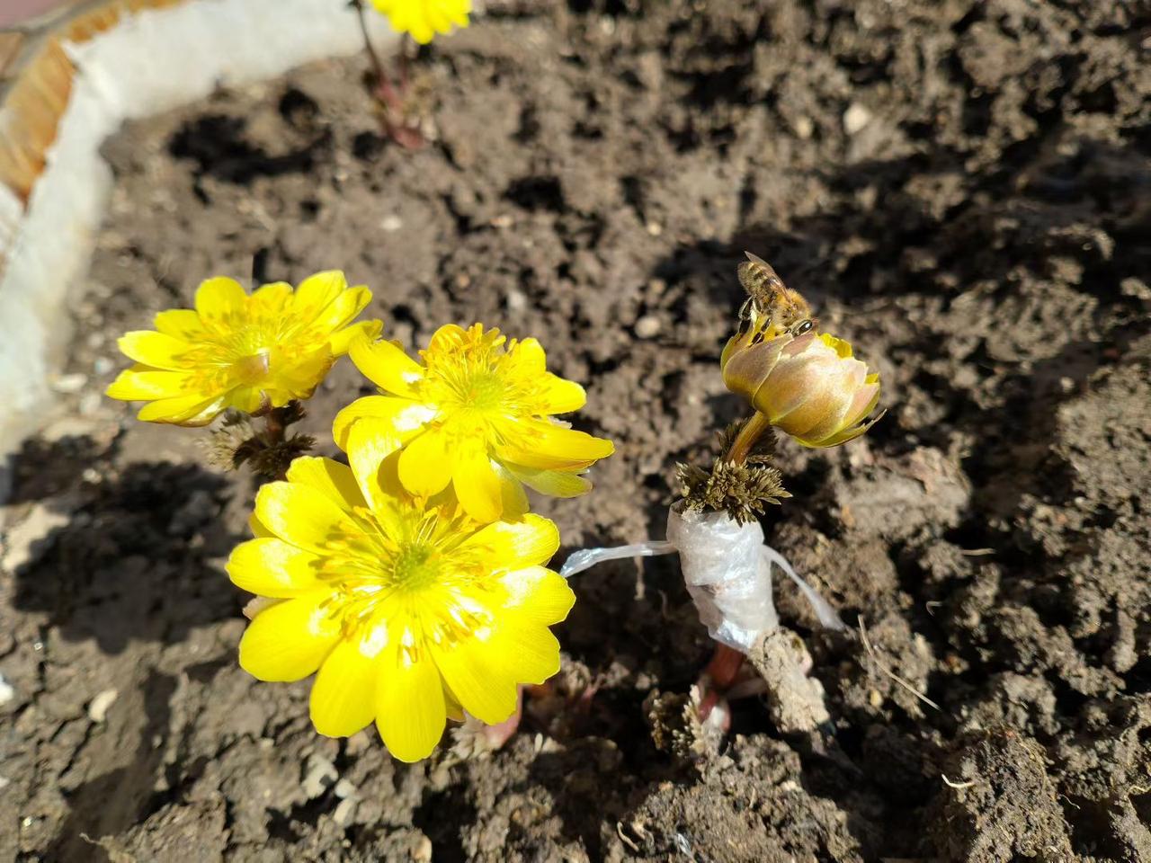 与痛风斗争的历程201不知不觉，和痛风对抗的日子已经坚持到第200天