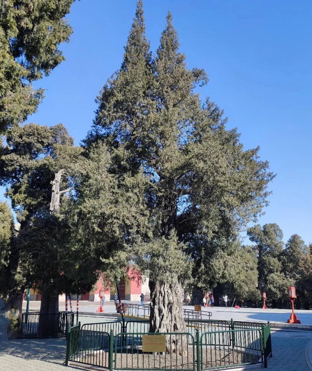 基辛格一生曾15次造访北京天坛，却在面对一棵600岁的古柏时，由衷地发出感叹：“