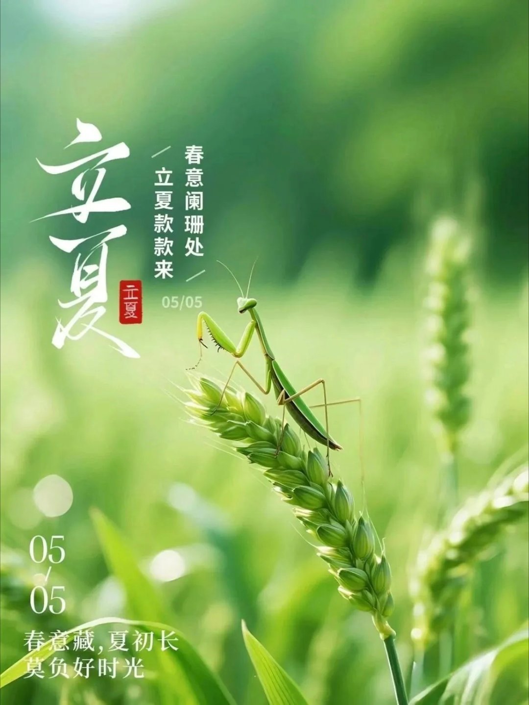 春意藏，夏初长，风暖人间草木香。立夏已至，愿日子明亮，欣喜在望。——今日立夏你好