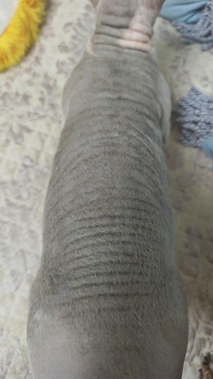 猜一种动物