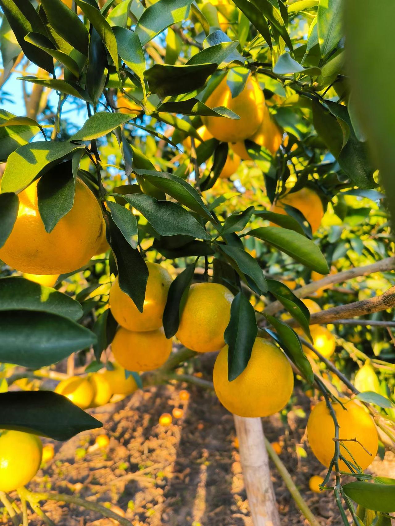 家里的橙子熟了。过年的感觉提前来了。