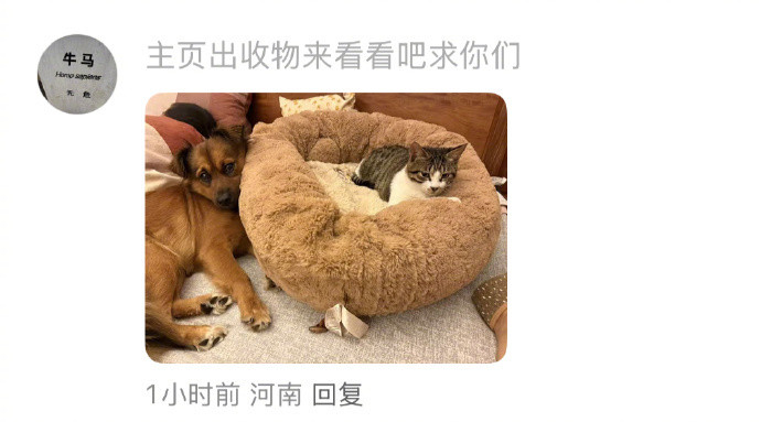 猫咪在家的地位一直很在线