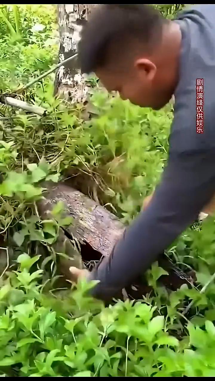 枯木里意外发现。家人们看，男人在山上采蘑菇，他就看这有个球木头，把树皮往下一扒