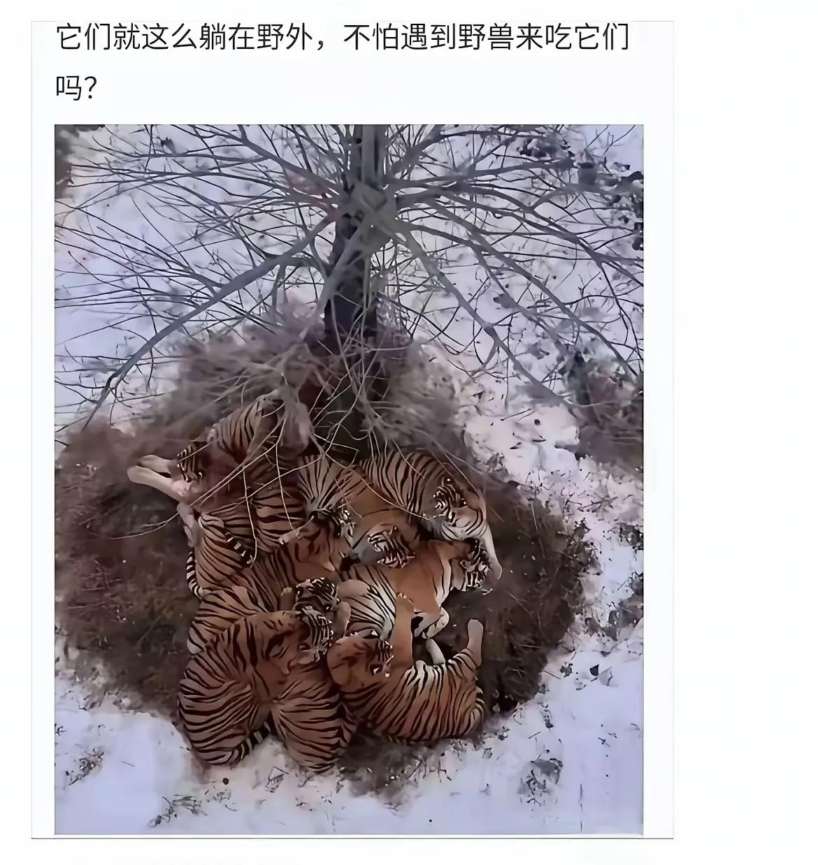 我一直怀疑，当年武松打的是真老虎吗？作为纯阳之体，武松真的几拳可以干倒一头老虎