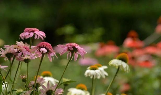 58岁小姨一辈子没嫁人，我爸去世后她让我妈去她家搭伙养老，不到一个星期，两个相处