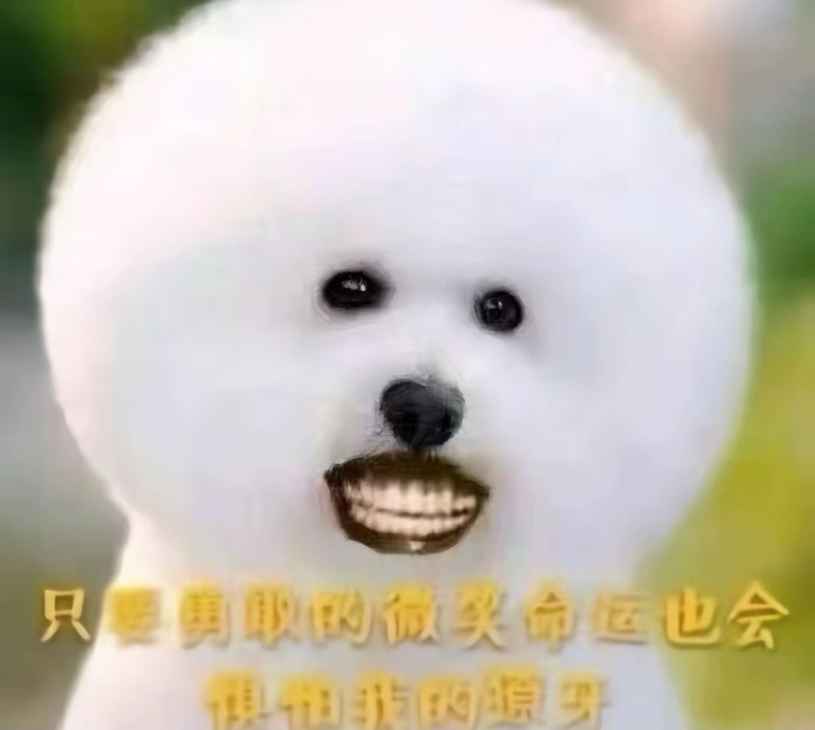 李羲承solo成绩超过张元英超了一个收录曲都要买rs……