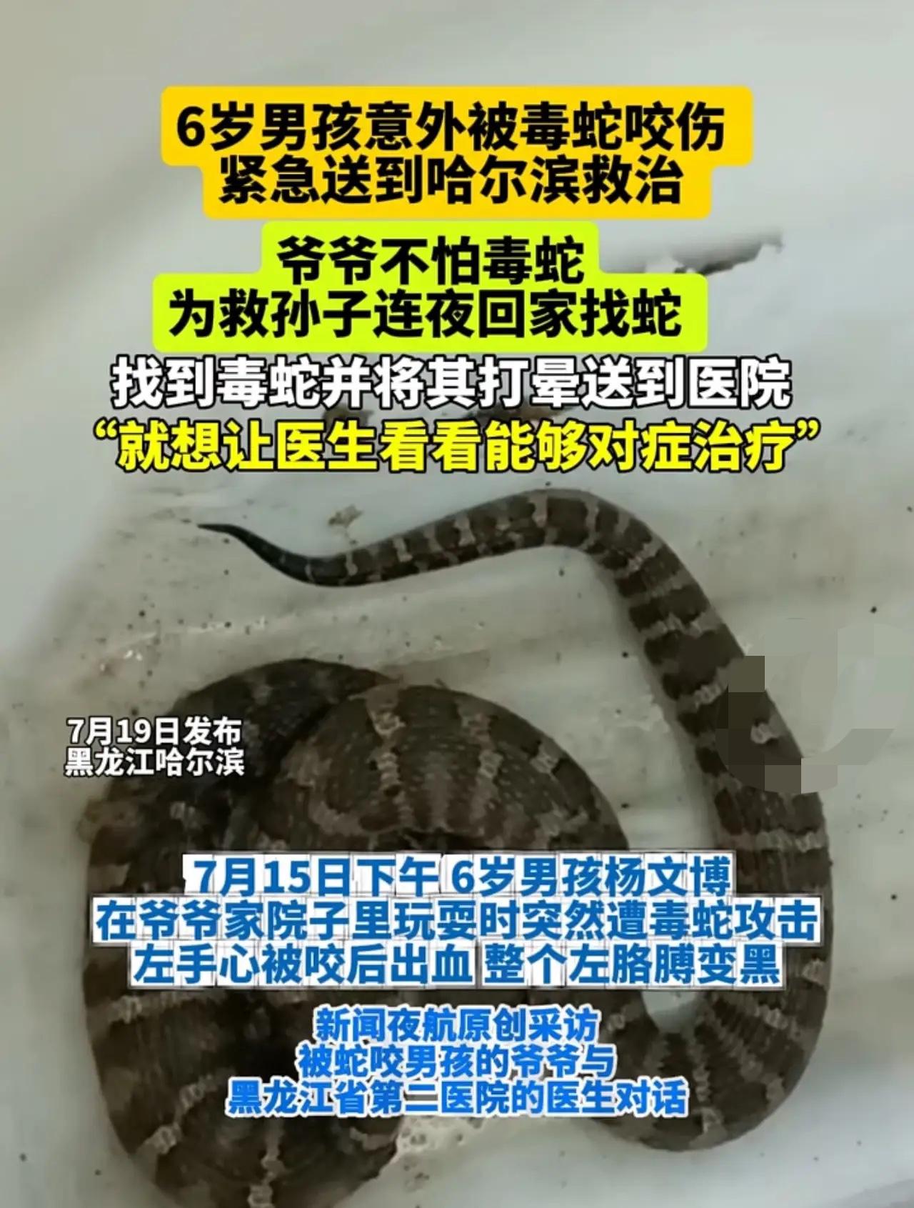 7月18日（发布），黑龙江牡丹江。6岁男孩意外被毒蛇咬伤，紧急送到哈尔滨救治。爷