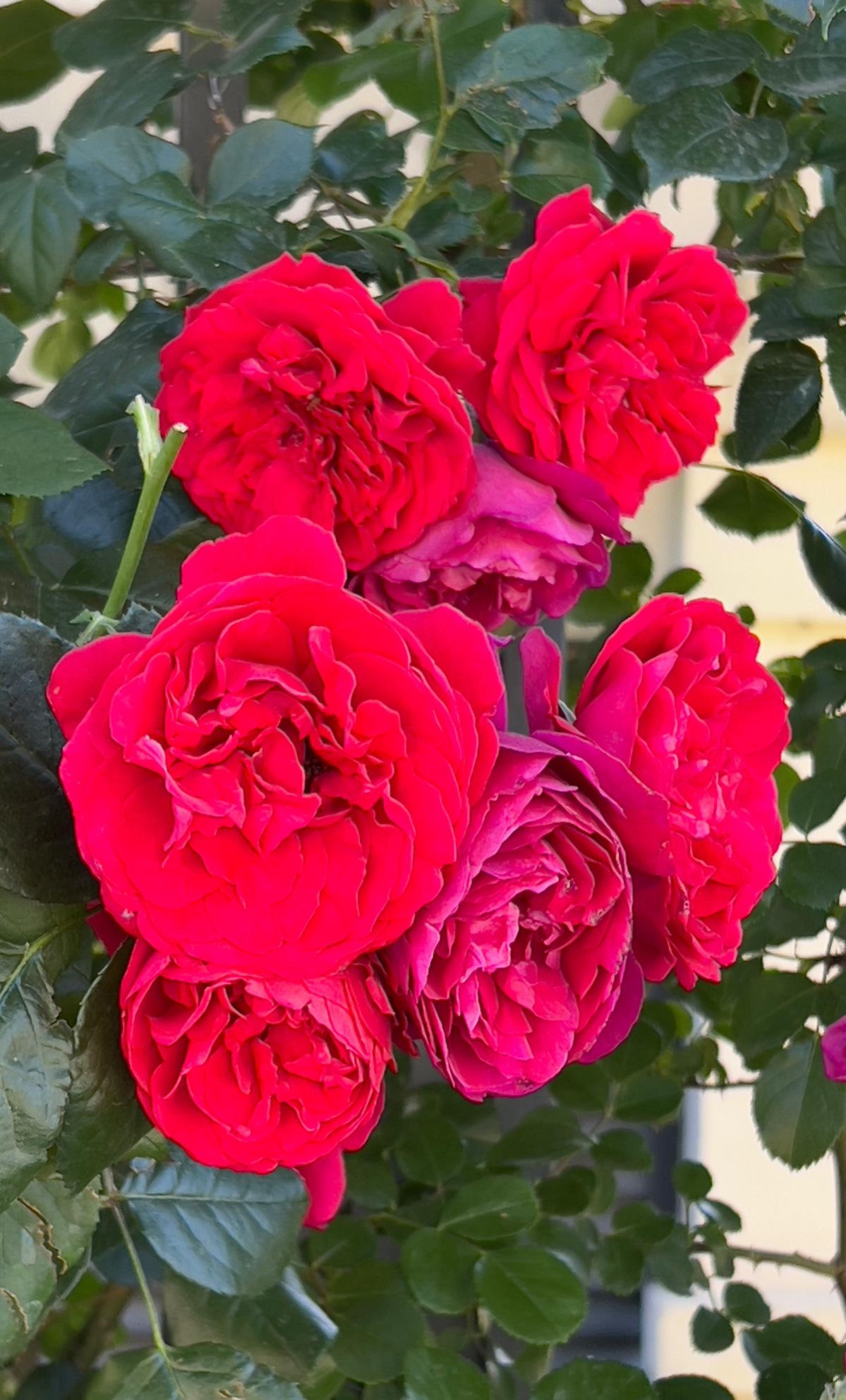 绝美花朵随手拍