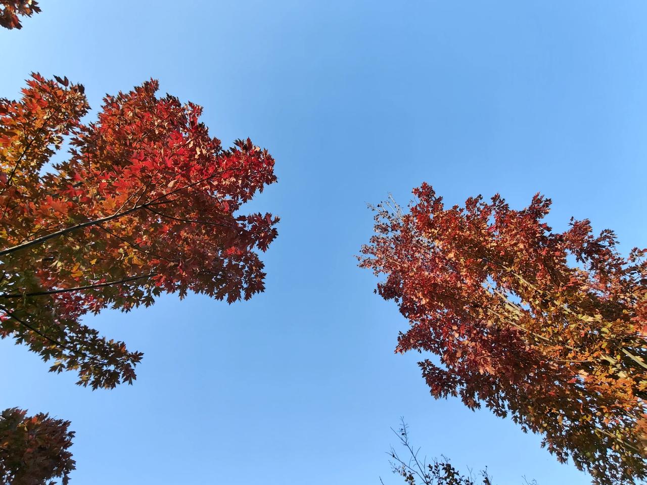 冬天来了，枫叶🍁巨兽也开始了争斗。未来有多远，春天有多近？没有人能回答。只有那