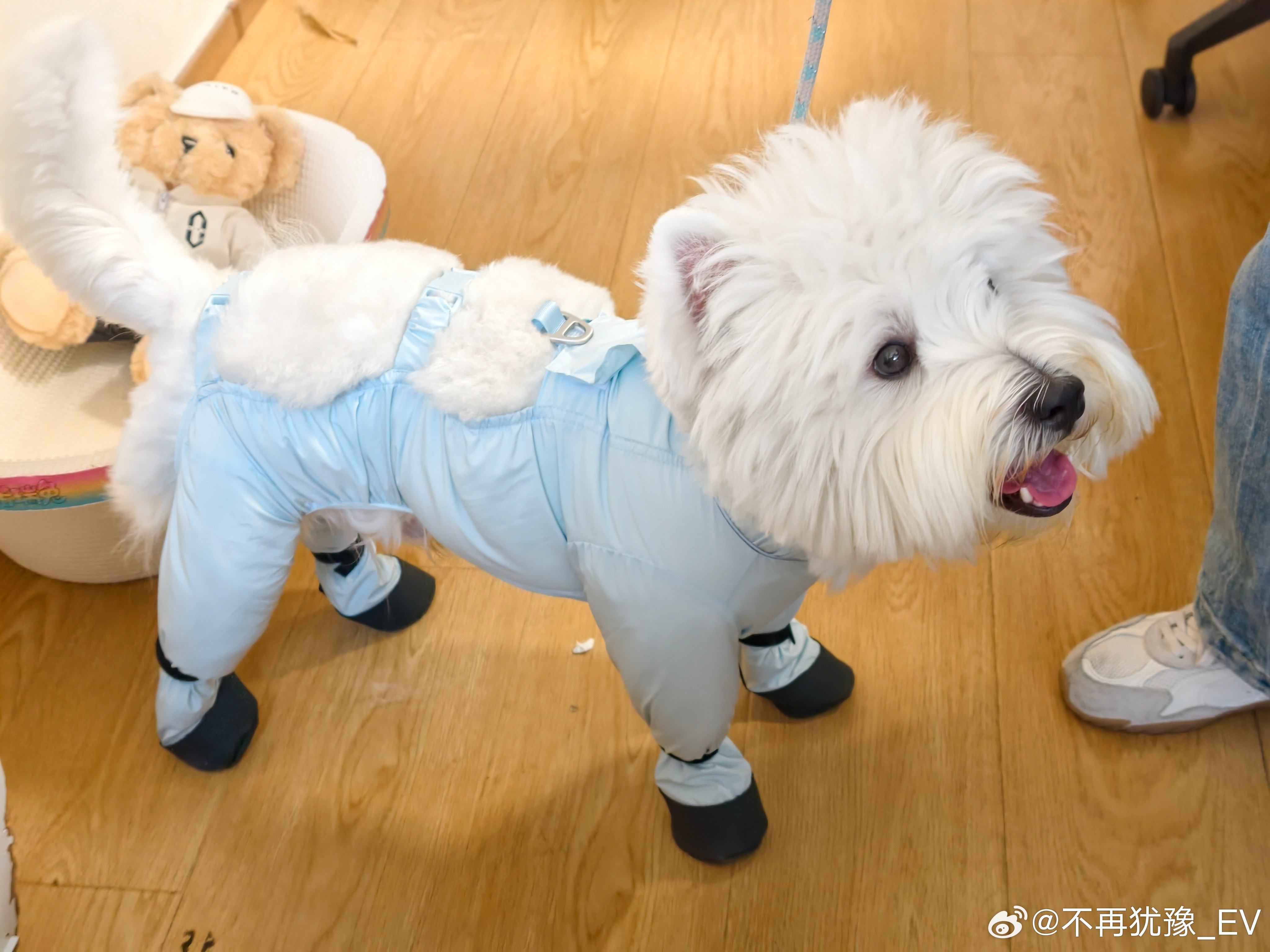 是小狗可爱，还是小狗的衣服可爱？西高地萌宠