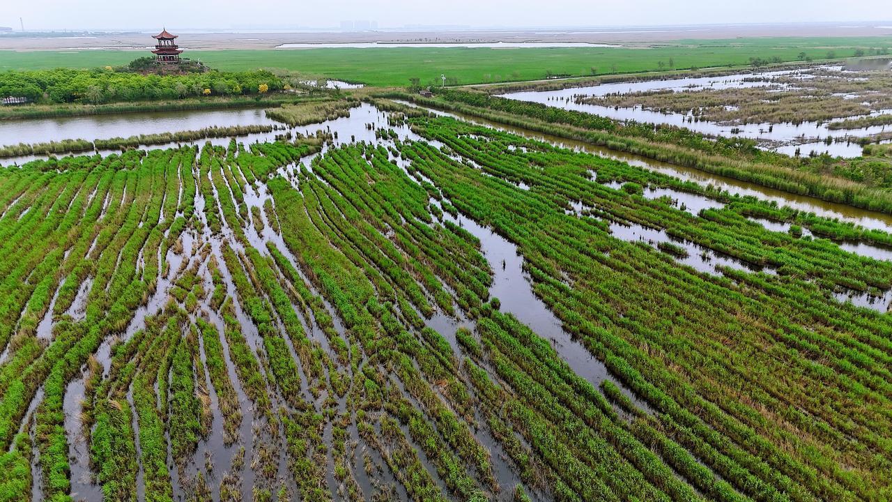 最近几年农村的地成了香饽饽前些年自家不想种地，都得主动找人来承包，一亩地四五