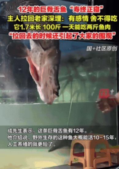 11月28日，山东滨州，男子回家喂鱼，却发现鱼不动了！他还以为鱼在休息，直到他将