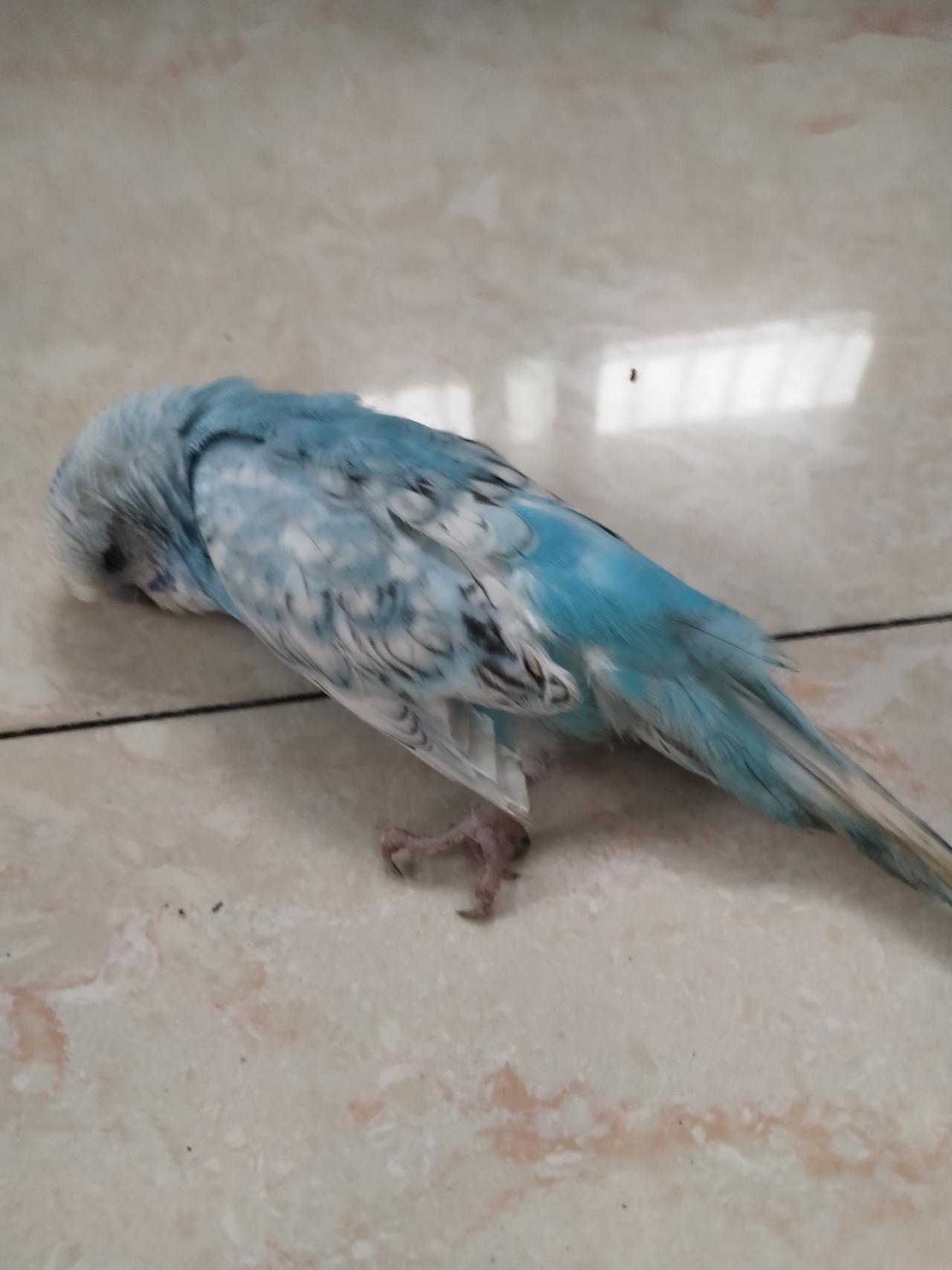 “这么大的鹦鹉饿死太可惜了！”这是销售鹦鹉师傅告诉我鹦鹉🦜死去的原因。我是个