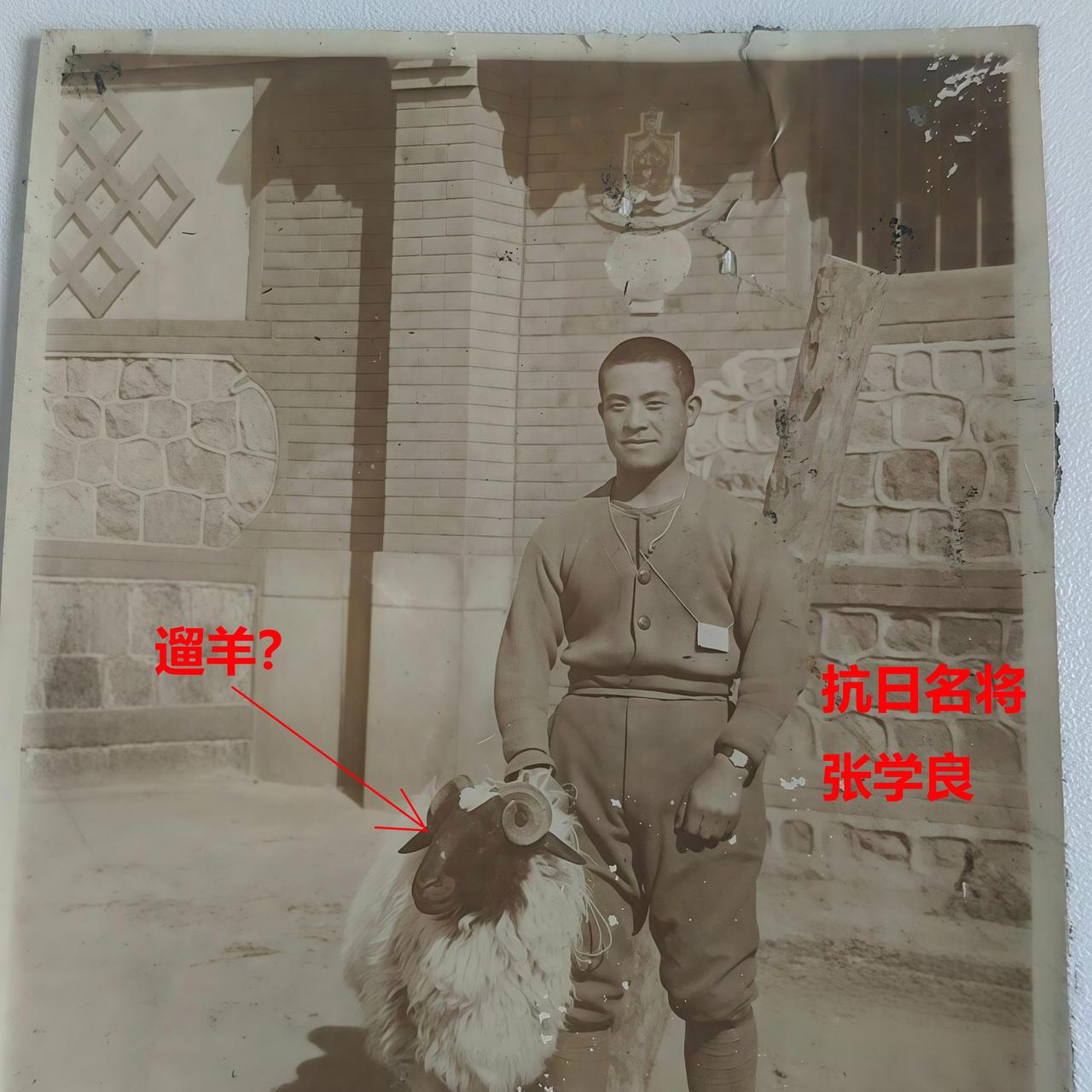 抗日名将张学良青年时期在自家的官邸前“遛羊”？这是从一套日军相册里面取下来的老照