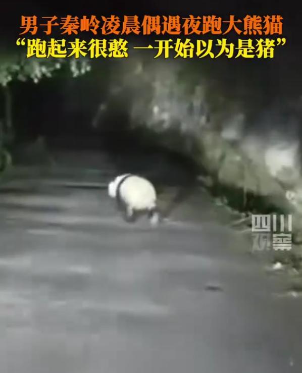陕西宝鸡秦岭山区。一男子凌晨两点去夜跑，跑着跑着，前头突然晃过一个黑乎乎的影子，