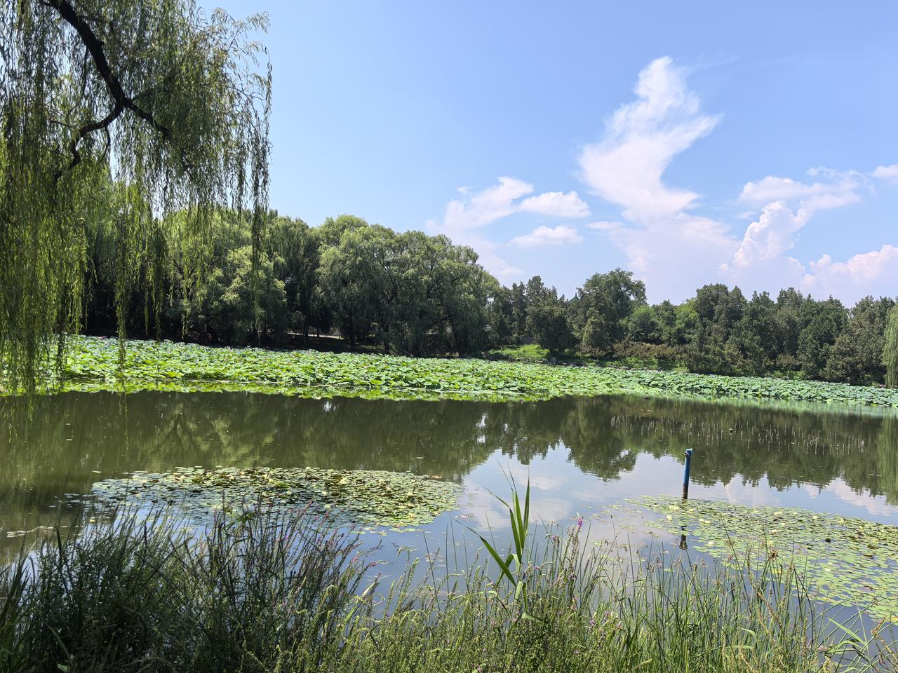 夏荷满旧塘柳丝垂落清波之上一池碧叶铺开盛夏风光残岸清风掠过荷塘粉