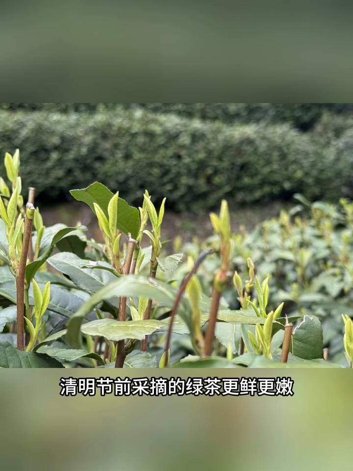 4款公认很贵很贵的茶，你喝过几款？·第一，明前的西湖龙井。市面上想喝到龙井绿茶