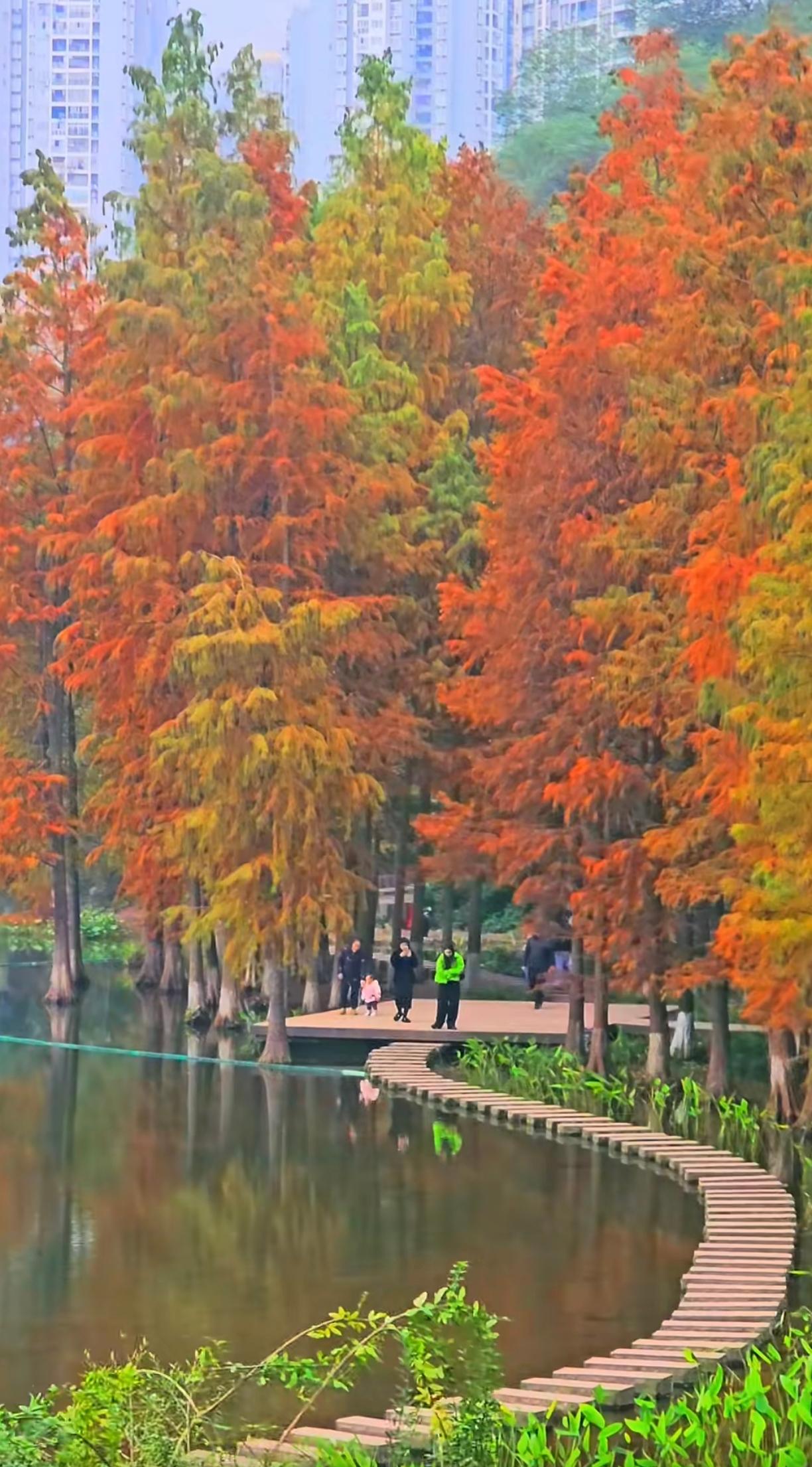冬天的彩云湖有不一样的风景，400余株水杉沿湖而立，倒映在澄澈湖水中，光影交错间
