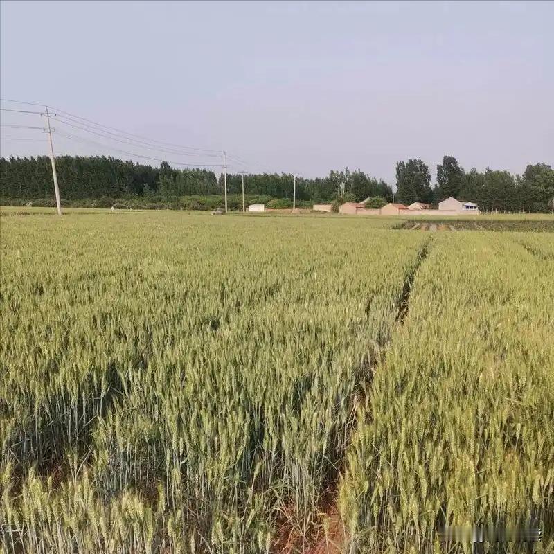 看着地里的小麦，旱的不成样，农民的心里在滴血，去年十月底，小麦入冬下种，转眼五个