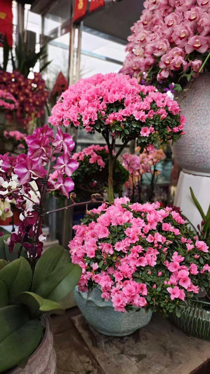 春节倒计时【送你一份年宵花养护指南】春节将至，蝴蝶兰、大花蕙兰、冬青、长寿花等