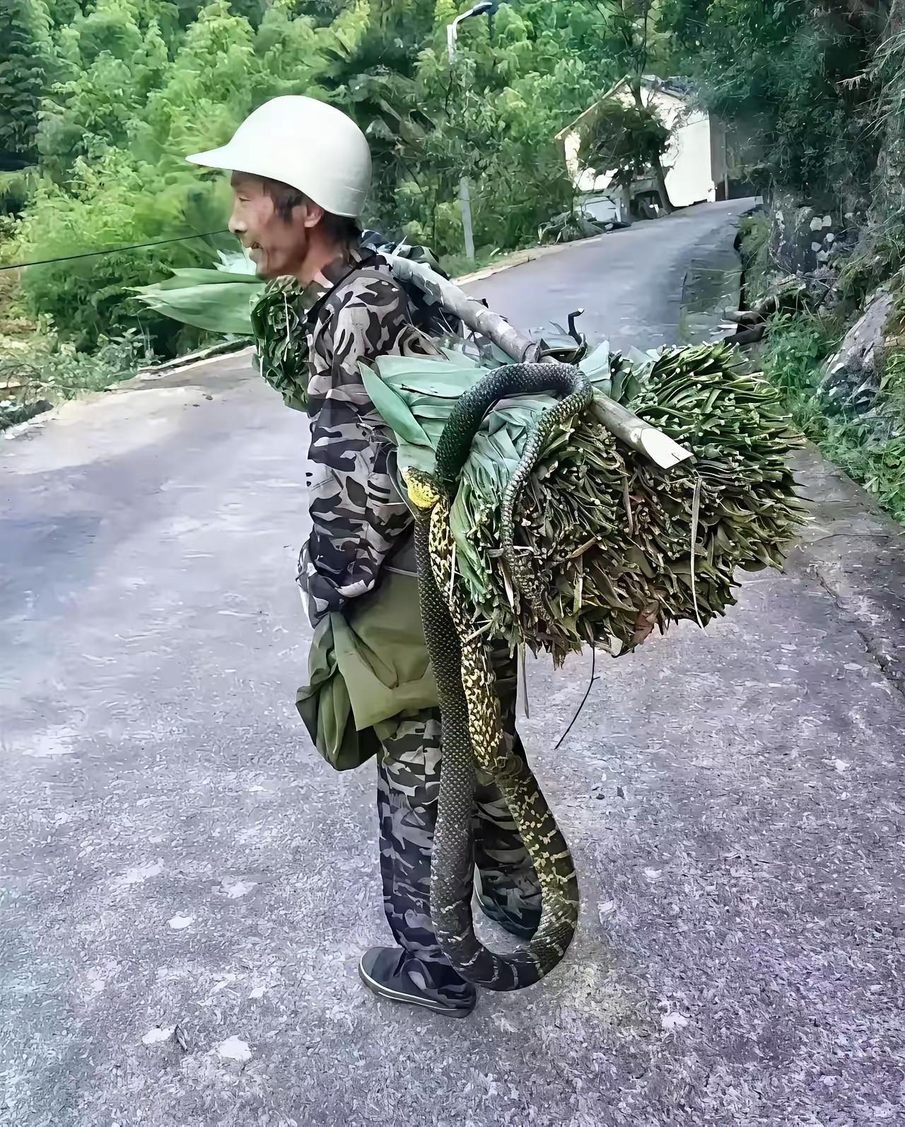大爷您可真胆大，粽叶上盘着条花蛇，就这么挑着走，换我早吓瘫了！网友评论：他抓