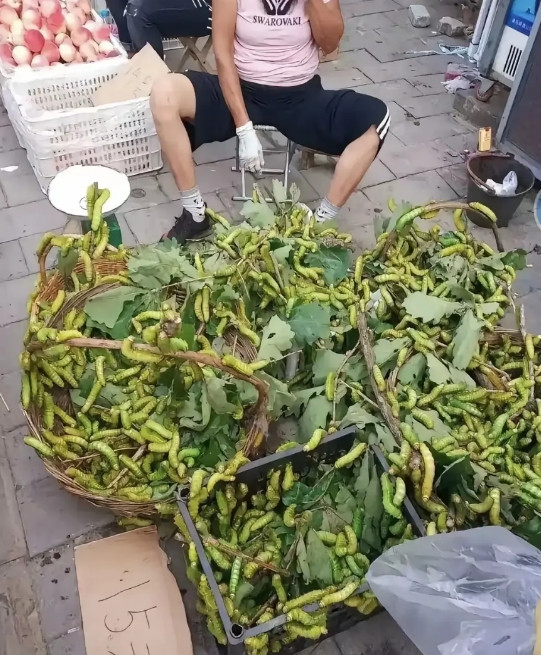 这是卖的啥?叶子上长这么多虫子能卖出去吗?