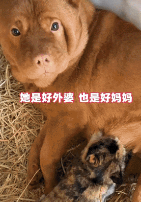 这狗子也太“上头”了吧本以为只是养了只猫，没想到直接收获“猫外孙”满窝！​‎
