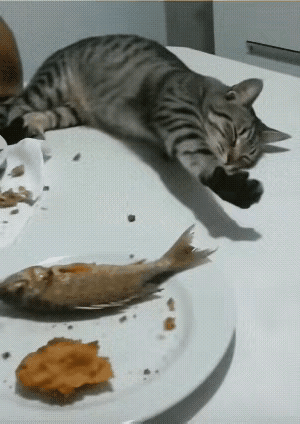让大家看看这个“影帝”狸花猫，当你吃鱼故意不给它的时候，它就会悄悄爬上餐桌。先装