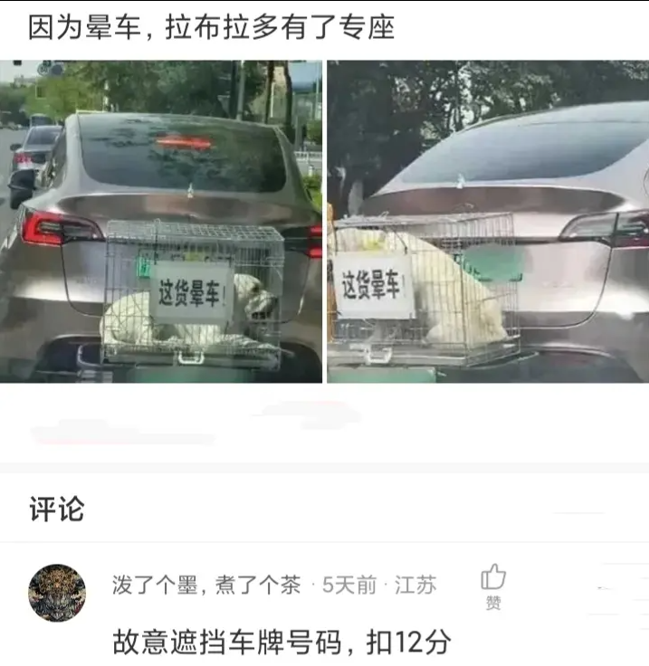 因为晕车，拉布拉多有了专座
