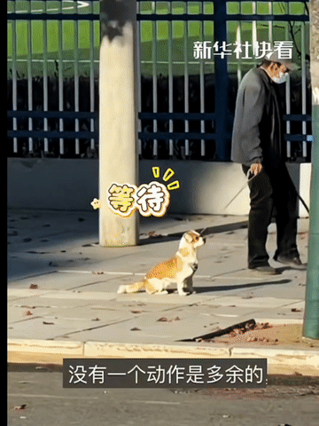 这只狗狗太有默契了!10月22日,一个生病的老人牵着狗狗散步,狗狗跑两步坐一会儿