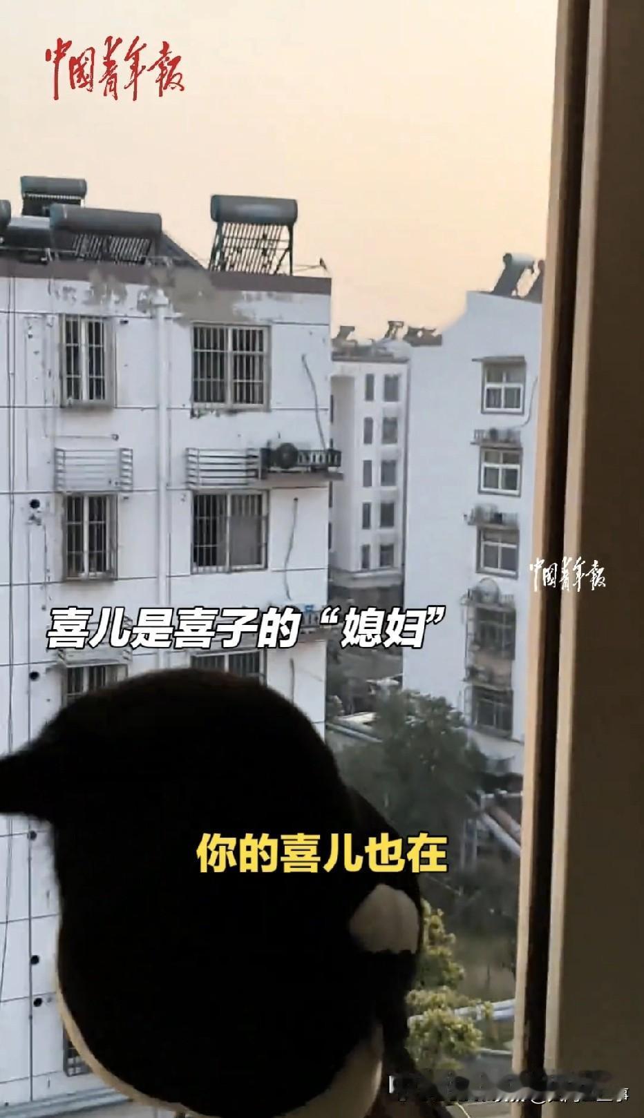 江苏徐州，一对夫妻平常时间喜欢投喂一些小动物，一次偶然的机会，夫妻俩投喂了一只喜