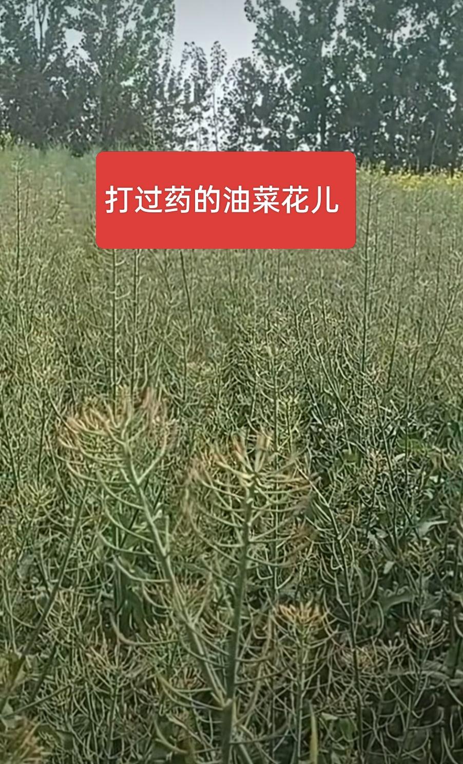 没有对比就没有伤害，打过药的油菜花花期变长，果实干瘪，菜籽儿发红，没打过药的油