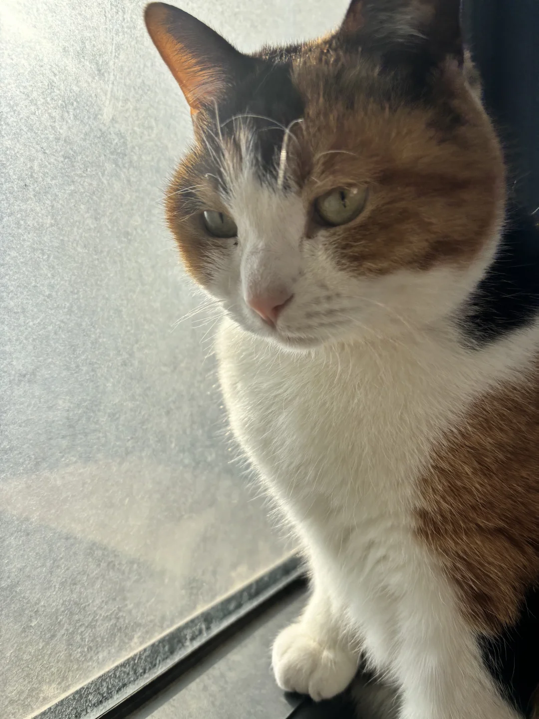 谁说这猫丑啊，这猫可太棒了