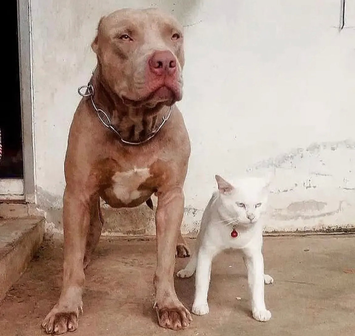 狗狗从小带大的猫咪，动作神态都如此一致！