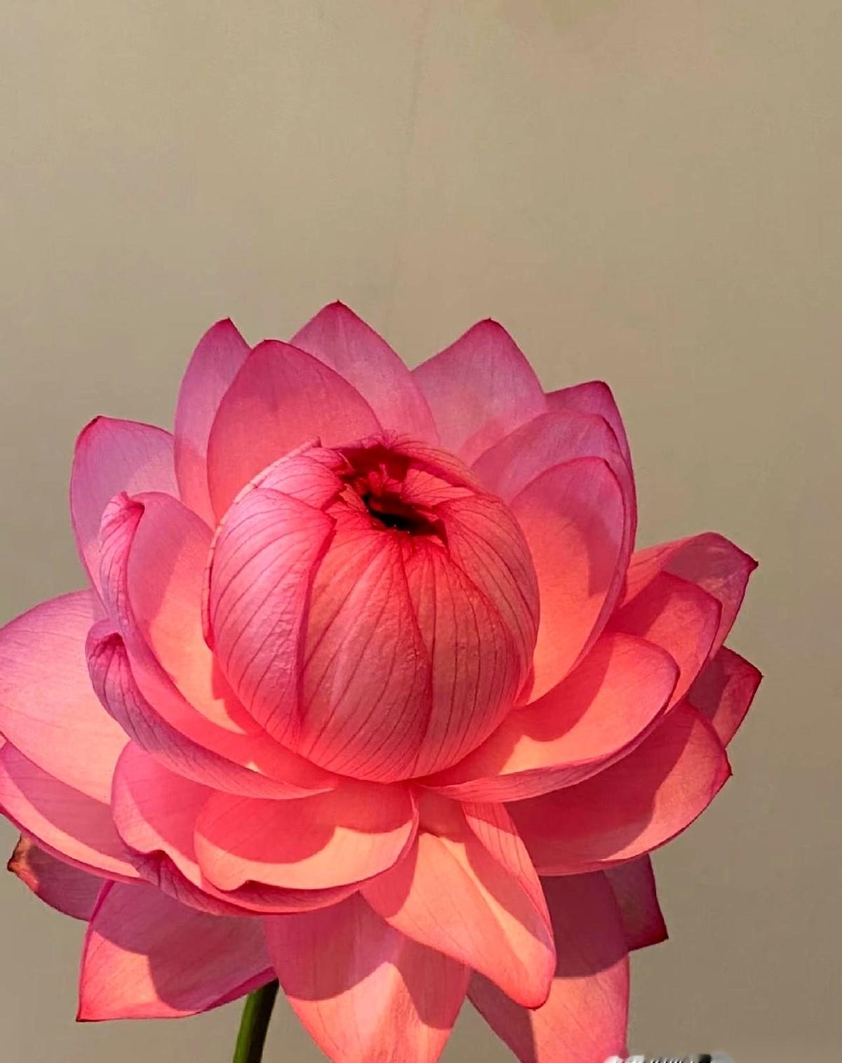 年底大扫除，你以为只是扫灰？别傻了，你家里有三样东西，可能正堵着你明年的好运气。