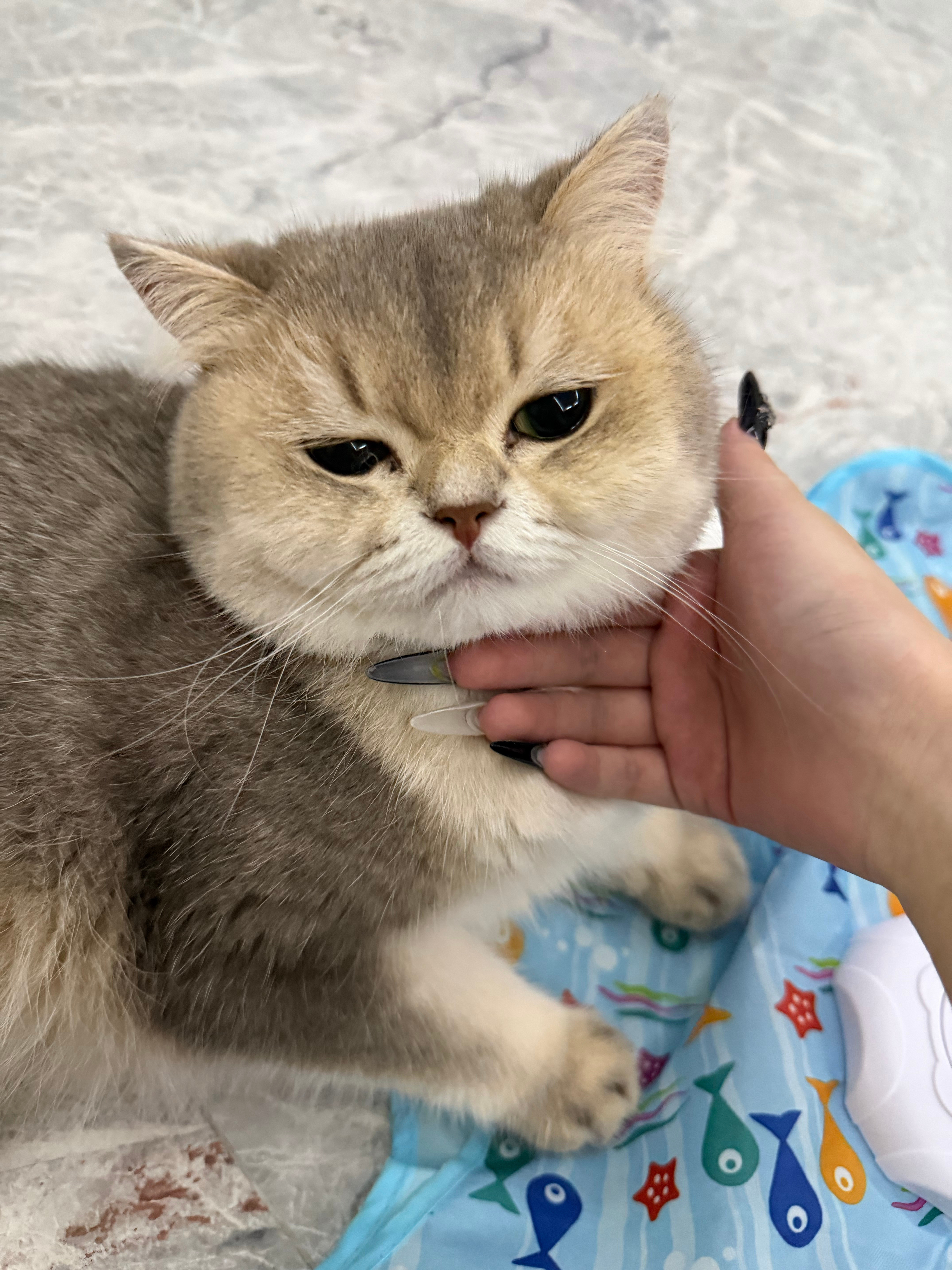 这两个肥猪一天天的根本不搭理我气死我了