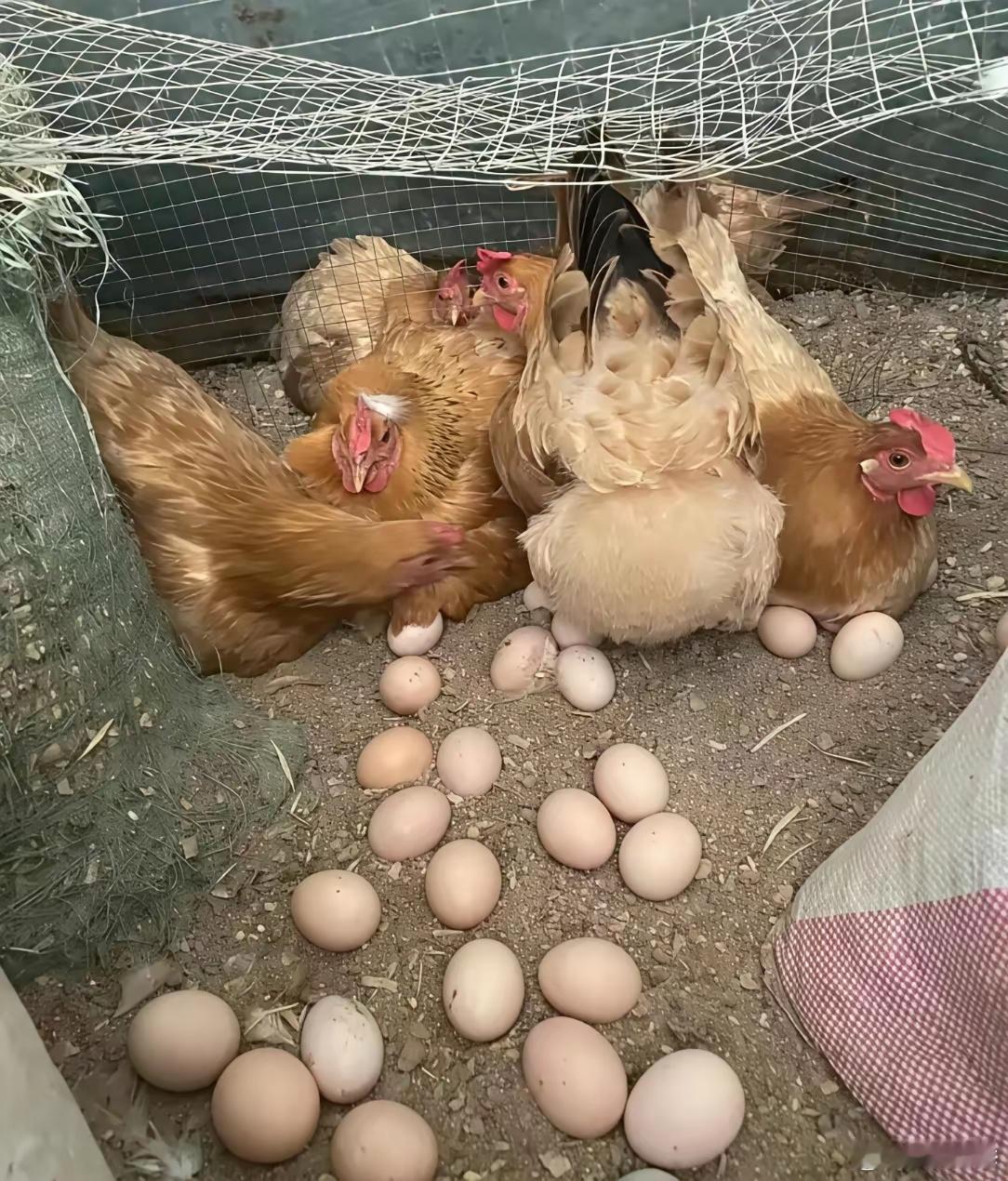 德国环保组织最近大肆在各种媒体上宣传让德国民众不要去超市买大个儿鸡蛋,因为他们觉