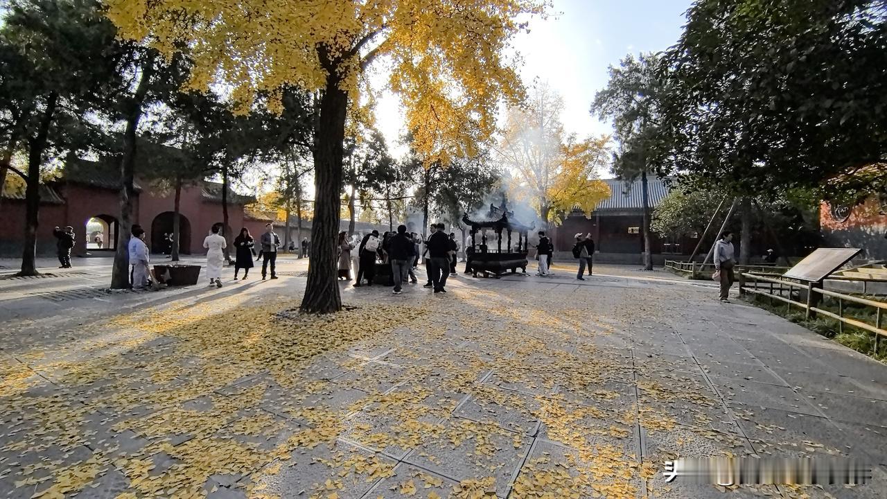 秋日限定！洛阳天王殿前银杏美哭了🍂上周去洛阳，赶上了银杏黄的尾巴，天王殿前
