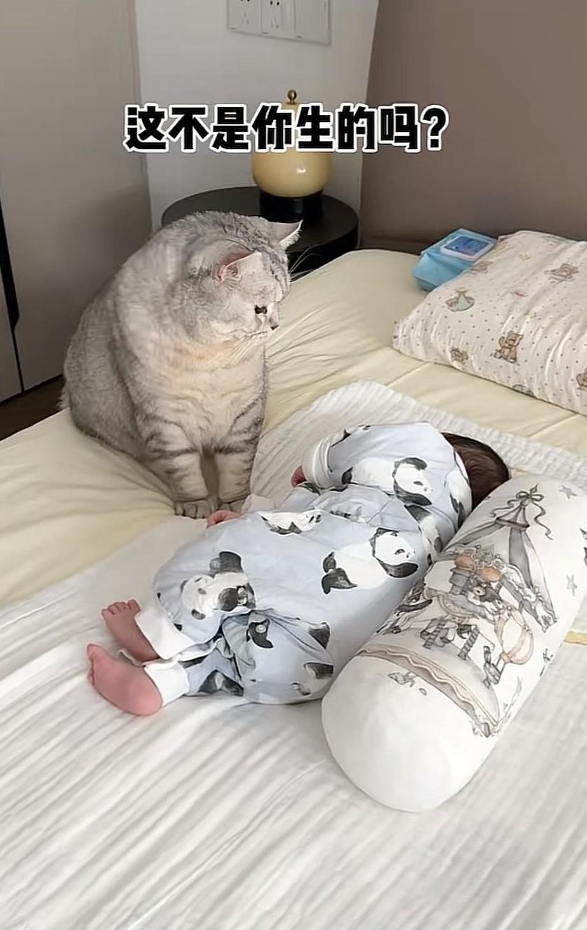 这到底是谁生的？不是我猫咪生的，凭啥让我带孩子，我有这带娃的功夫，我还不如自己生