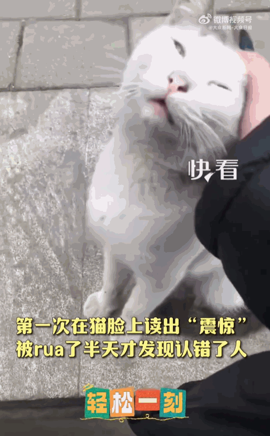 第一次在猫的脸上看到震惊！街头巷尾的马路上，一只流浪小花猫正趴在地上，眯着眼哼哼