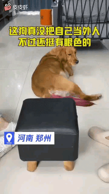 据说老抽色的金毛最精了，也不知道对不对[思考]