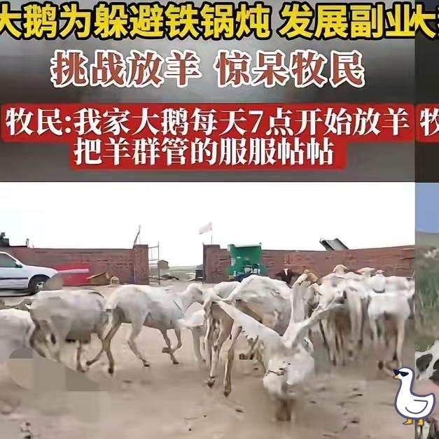 这只大鹅太有灵性了吧，内蒙古牧民本来养着它留着冬天炖，没成想这鹅直接逆袭成“牧羊