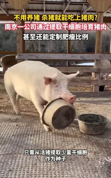 5月11日报道，在南京，一家科技公司竟用干细胞“种”出了猪肉。只需短短几天，鲜肉