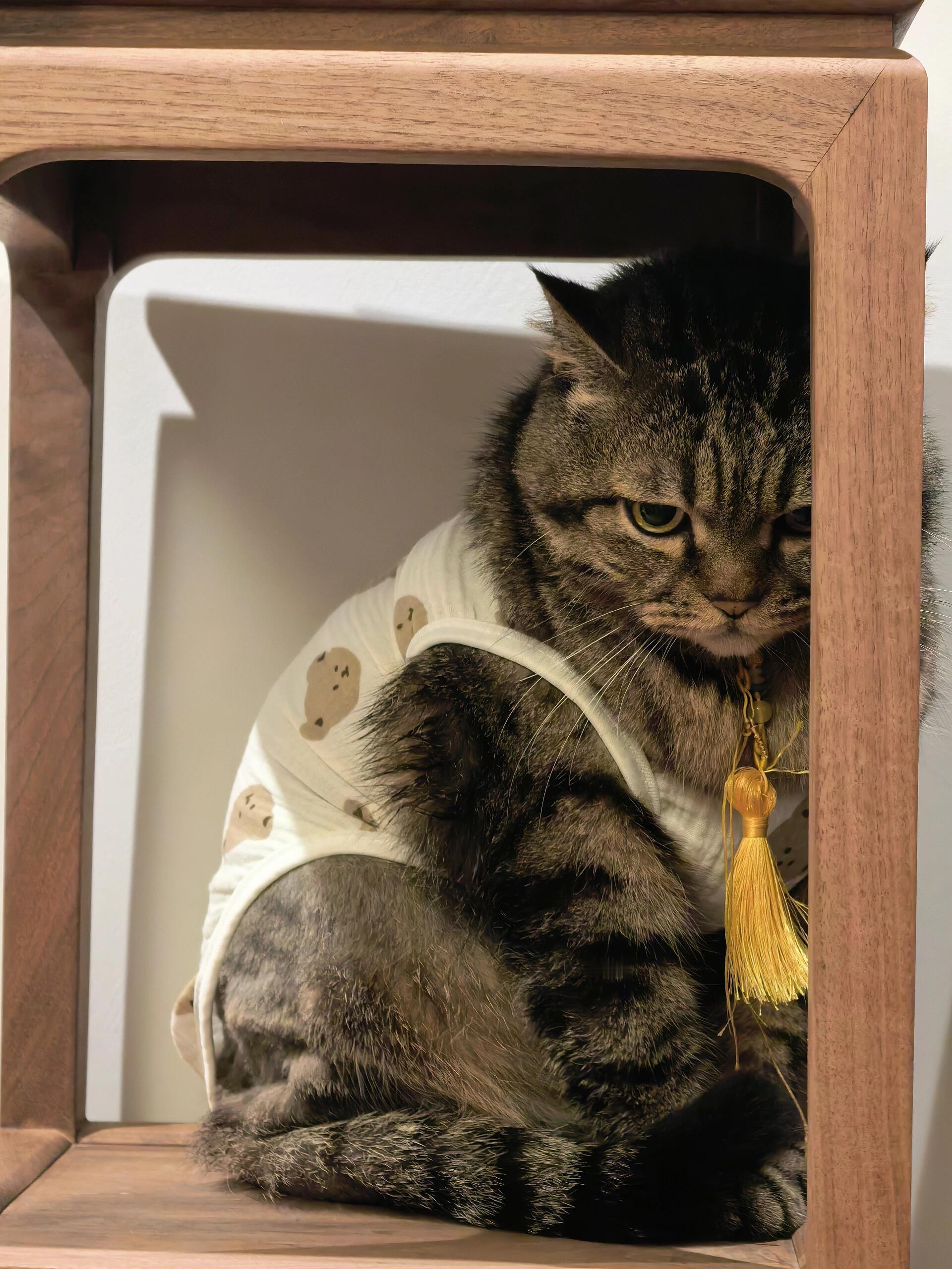 告老师,隔壁小狗班的耶耶说我胖...