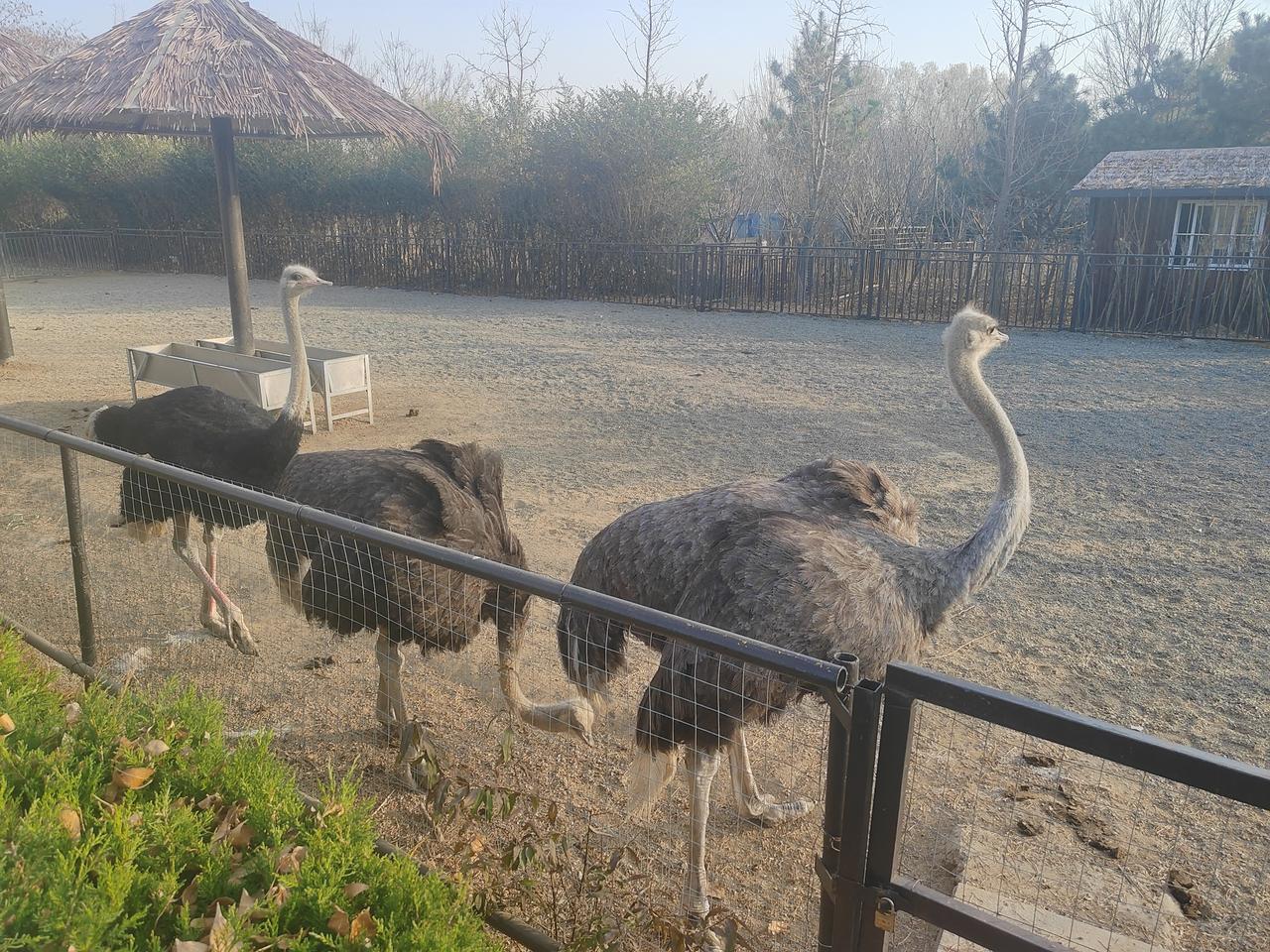 冬日生活打卡季周末喂喂小动物，欢乐一下午！