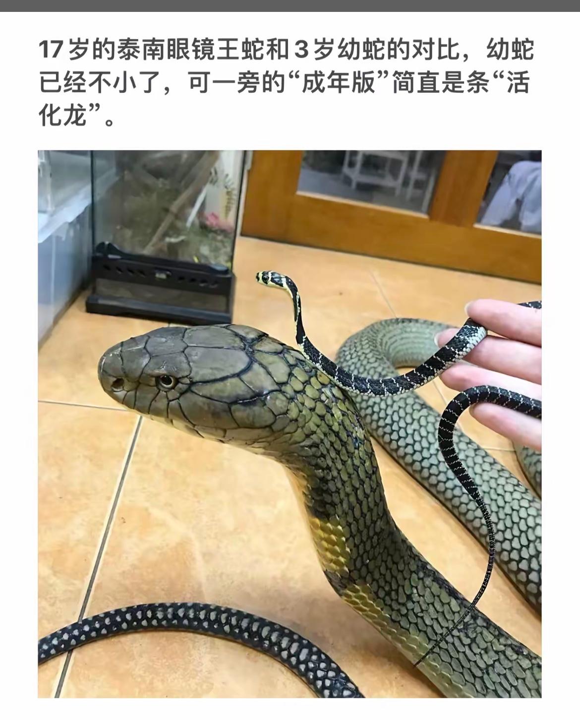 “成年版”眼镜王蛇与幼蛇的对比，谁更“活化”？🐍👀