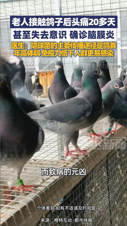 “悲剧还是发生了！”近日，一老人在家中养了几只鸽子，近期他总是频繁头疼，吃了几天