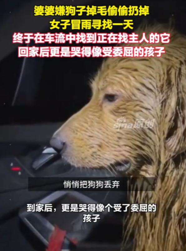 “太伤心了！”河南女子养的狗狗因为掉毛遭婆婆嫌弃，被悄悄丢掉，女子冒雨找了整整一