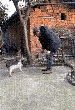 真想不到猪的智商居然这么高，这会儿它恐怕正在嫌弃主人太过愚笨呢，是时候露一手，在
